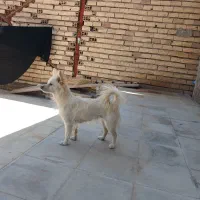 سگ پامر|سگ|زرند, |دیوار