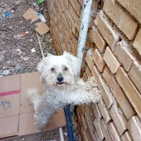 سگ شیتزونرباهوش حرف گوش کن