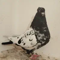 چهار عددکفترپرشی عالی