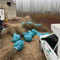 تولید نهال آلبالو گوشواره ای|خدمات باغبانی و درختکاری|چادگان, |دیوار