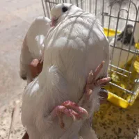 کبوتر|پرنده|بافت, |دیوار