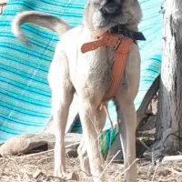 واگذاری ماده سرابی