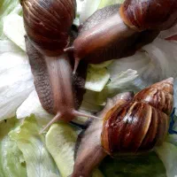 حلزون آلبینو (معجزه ی جوانسازی پوست)|آرایشی، بهداشتی، درمانی|اصفهان, نقش جهان|دیوار