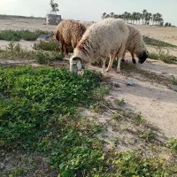 بره