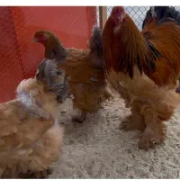 ست خروس ومرغ برهما بوف غول پیکر فول کیفیت