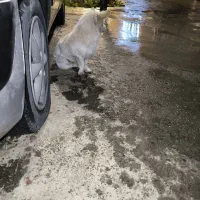 واگذاری سگ|سگ|کرمانشاه, |دیوار