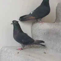 گم شدن جوجه کبوتر سرخ