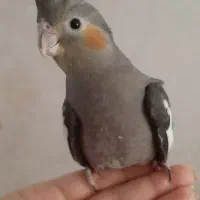 عروس هلندی