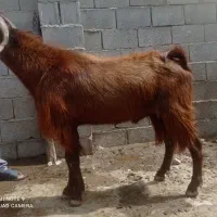 سه عدد پازن
