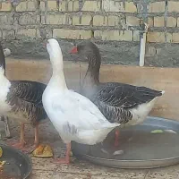 تعدای غاز|حیوانات مزرعه|اهواز, سیاحی(سه راه خرمشهر)|دیوار