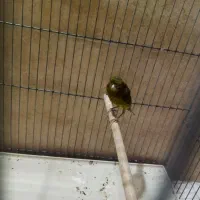 قناری نر مست