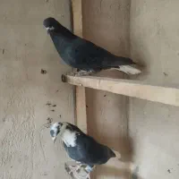 کبوتر پرشی|پرنده|معصومیه, |دیوار