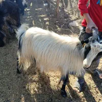 بز چاق برا کشت|حیوانات مزرعه|لردگان, |دیوار