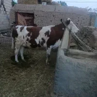 گاو|حیوانات مزرعه|هلالی, |دیوار