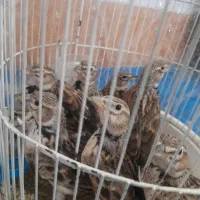 سهره نر خاکی قناری