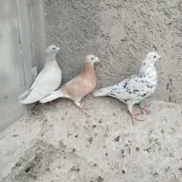 کفترپلاکی|پرنده|شیراز, گویم|دیوار