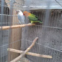 جفت مولد طوطی کوتوله|پرنده|بم, |دیوار