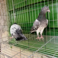 کبوتر کمانگر|پرنده|میناب, |دیوار