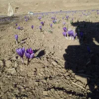 زمین فروشی در بهار