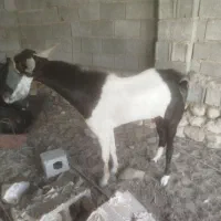 فروش پازن توافقی