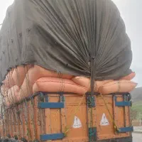 کاه نرم درجه یک
