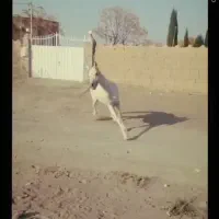 فروش اسب نژاد دار سفید رنگ