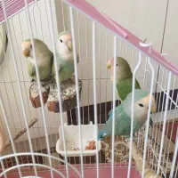 طوطی برزیلی جوجه