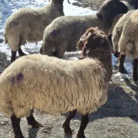 بره|حیوانات مزرعه|سیلوانه, |دیوار