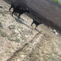 ۴عددبز|حیوانات مزرعه|داراب, |دیوار