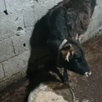 گوساله جوان