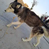 هاسکی اصیل، سالم و بسیار سرحال یا|سگ|دشمن زیاری, |دیوار