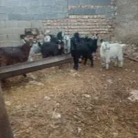 فروش بزوچپش ماده|حیوانات مزرعه|درودزن, |دیوار