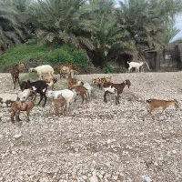 نری پاکستانی ..‌|حیوانات مزرعه|قلعه قاضی, |دیوار