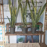 گل سانس هر سه باهم ۱ تومن