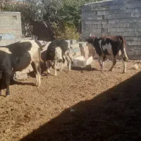 گاو|حیوانات مزرعه|بستان آباد, |دیوار