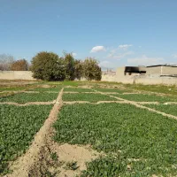 زمین کشاورزی در یافت اباد
