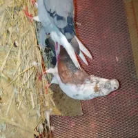 چندجفت سرخ و زرهی|پرنده|بابل, |دیوار