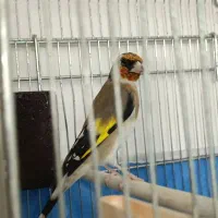 سهره گمشده.