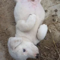 سگ پاکوتاه|سگ|گنبد کاووس, |دیوار