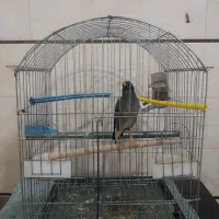 مینا سخنگو|پرنده|زاهدان, |دیوار