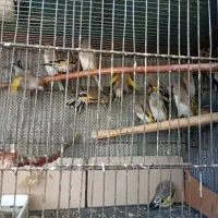 سهره کرمونی ریزخون|پرنده|شهر بابک, |دیوار