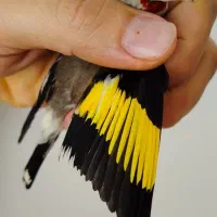 سهره نر کرمونی گل قفل