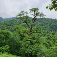 کارگر برای چیدن زیتون در  شمال