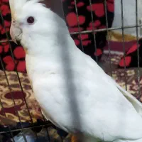 عروس هلندی سفید