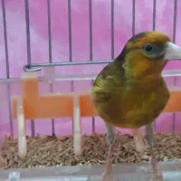 سهره قناری لرخان بدونه ایراد|پرنده|همدان, |دیوار