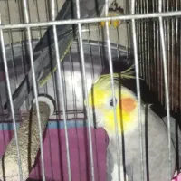 دوعدد عروس سالم نر و ماده