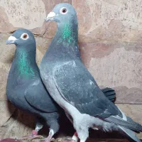 کبوتر مسافتی و موریس دلبر