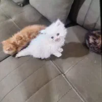 واگذاری بچه گربه