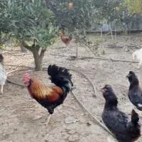 خروس محلی و گلین|حیوانات مزرعه|ساری, |دیوار