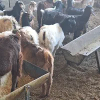 ۱۷ عدد بزغاله سالم به ضمانت|حیوانات مزرعه|رضویه, |دیوار